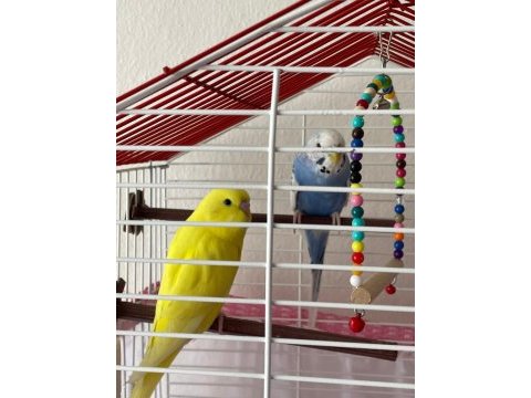 1 erkek (sarı) ve 1 dişi (mavi) muhabet kuşu