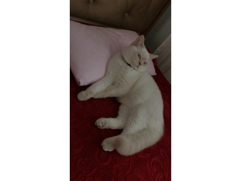 Blue point erkek british shorthair