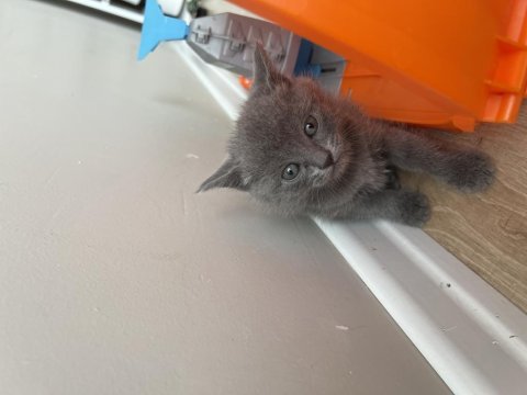 10 haziran doğumlu british shorthair güzellik
