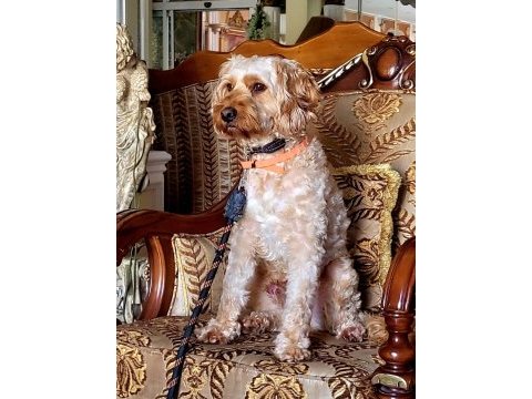 Sevimli maltipoo oğlumuza onu sevecek yuva arıyoruz
