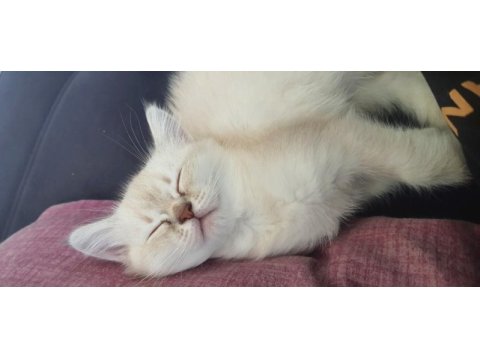 Scottish blue point cinsi 3 aylık dişi