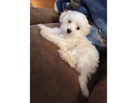 Show kalite maltese bebeler