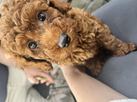 Safkan kore 3 aylık koyu renk poodle