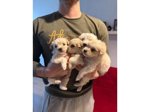 Ev doğumu maltipoo yavrularımız