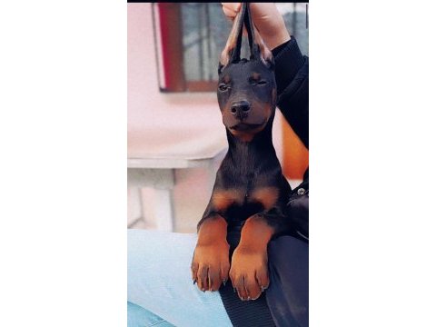 King doberman yavrular