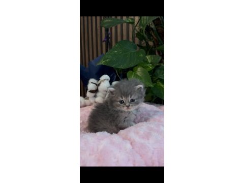Bebek british longhair kedimiz