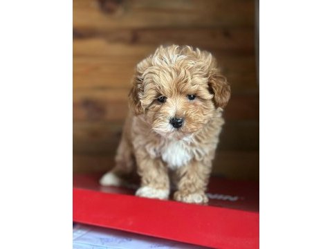 Maltipoo yavrularımız