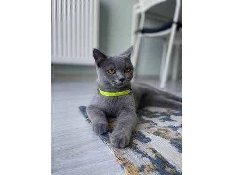8 aylık dişi british shorthair malzemeleri ile birlikte