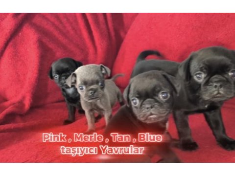 Siyah renk pug mops yavruları