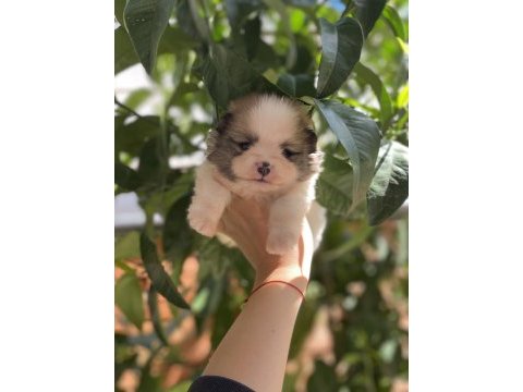 Pomeranian boo yavru