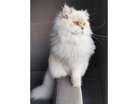 British longhair 2 yaşında