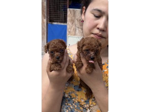 Toypoodle sevimli yavrular 