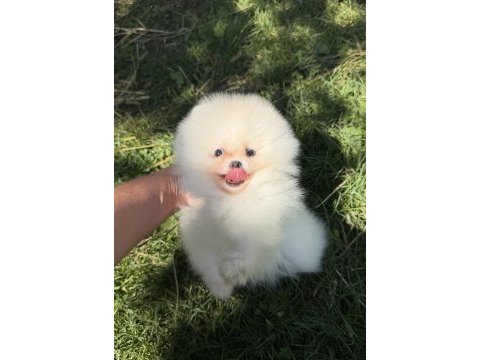 Kususrsuz güzellık üst düzey pomeranian boo