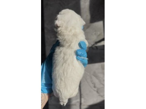 Kore maltipoo yavruları