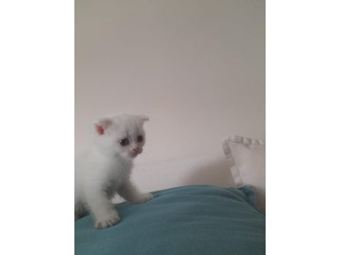 Scottish fold beyaz ve blue point yavru