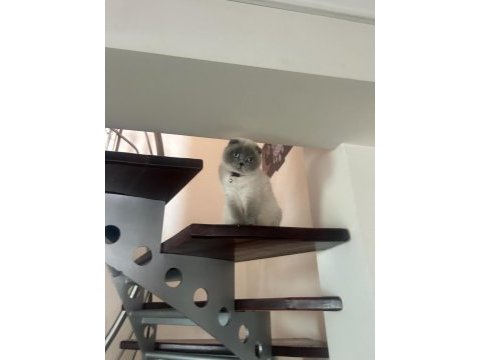 Birbirinden ayrılmayan tatlı scottish fold arkadaşlar