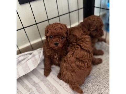 Aşılı pasaportlu toy poodle yavrularımız