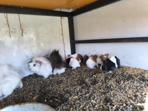 Sürekli ginepig bulunur gönderim var