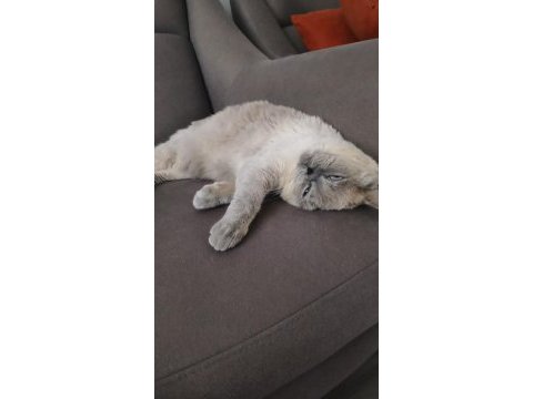 2 yaşında kedimiz