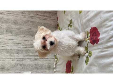 Dişi 5 aylık maltipoo yavru