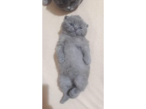 Kızımın yavruları oldu british shorthair