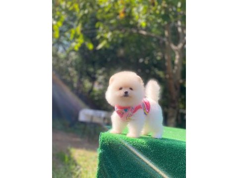 Pomeranian boo yavrularımız