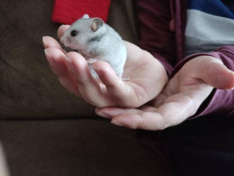 Çok şirin yavru hamsterler suriye ve gonzales