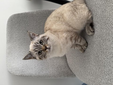Ns24 silver tabby british shorthair
