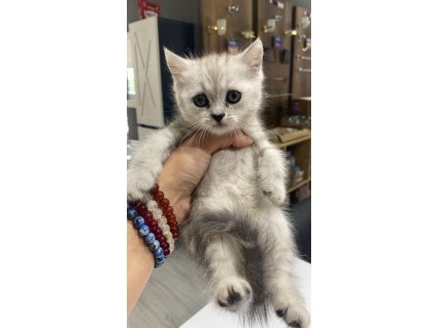 British shorthair kızım sahiplendirilecektir