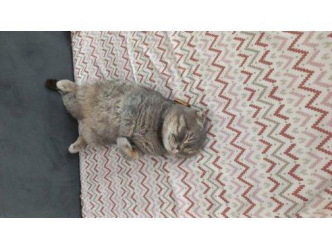 Scottish fold simba için maalesef yeni yuva arıyoruz