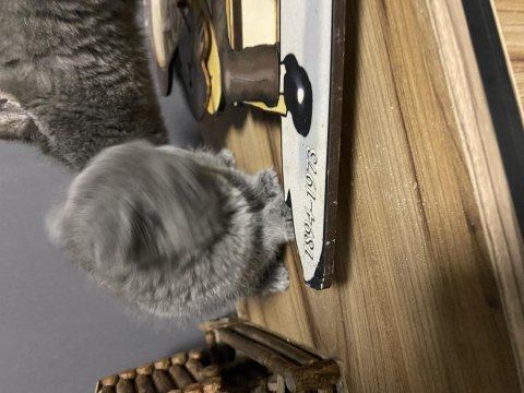 60 günlük british shorthair yavrular