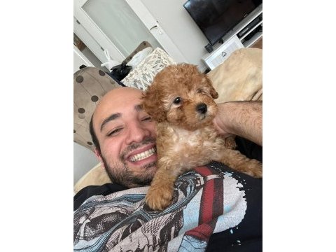 58 günlük toy poodle