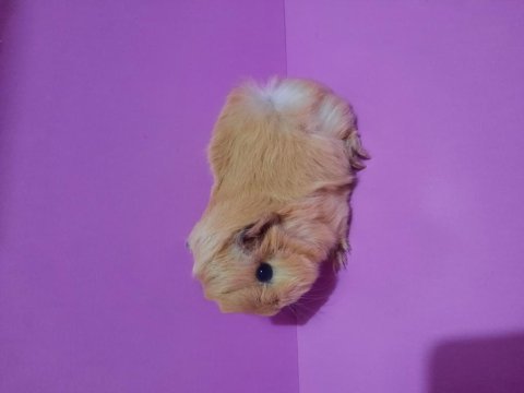 Peruvan guinea pig yavrularımız