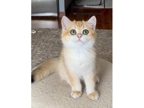 Safkan british shorthair golden dişi erkek