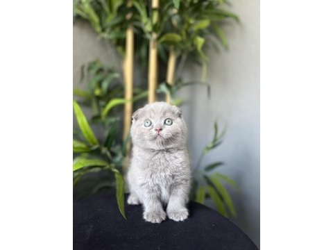 Scottish fold yavrularımız teslime hazır 