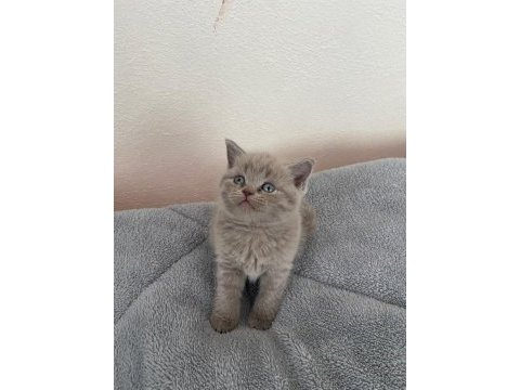 British shorthair 1.5 aylık bebekler