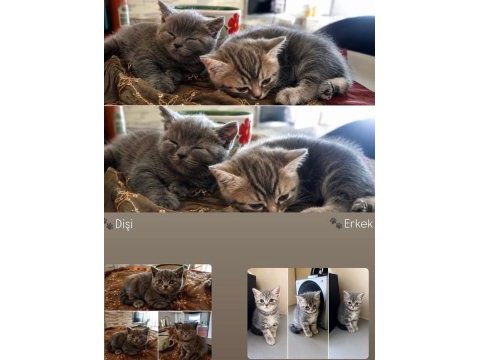 British shorthair sağlıklı yavrular
