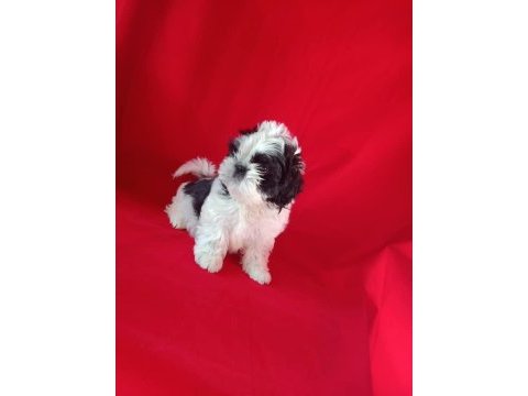 Shih tzu bebekler