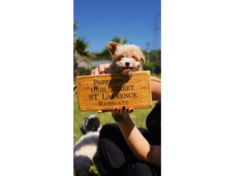 Akıllı ve tüy dökmeyen karakteriyle maltipoo yavrusu