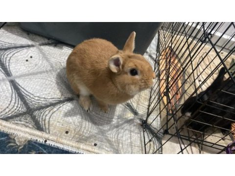Cüce tavşanlarımız yeni sahibini arıyor