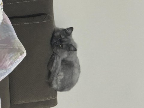 British shorthair duman kızımız
