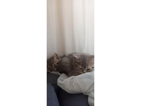 Uyguna british shorthair yavrular