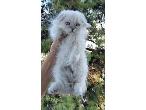 Şampiyon atalardan scottish fold yavrular