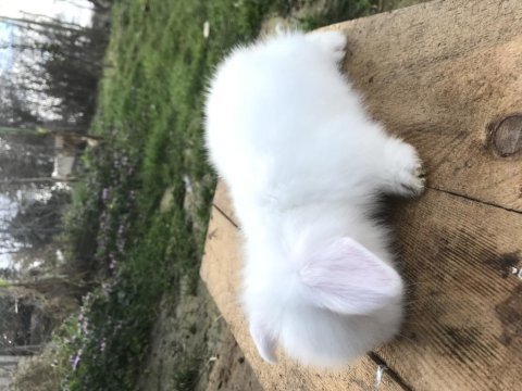 Safkan hollanda lop tavşanı