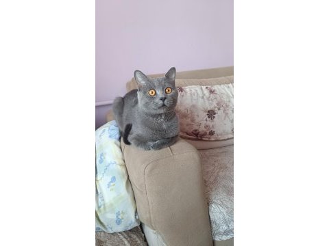 British shorthair kedimiz