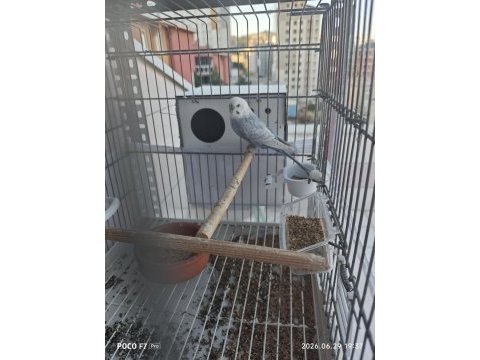 Muhabbet kuşu takım