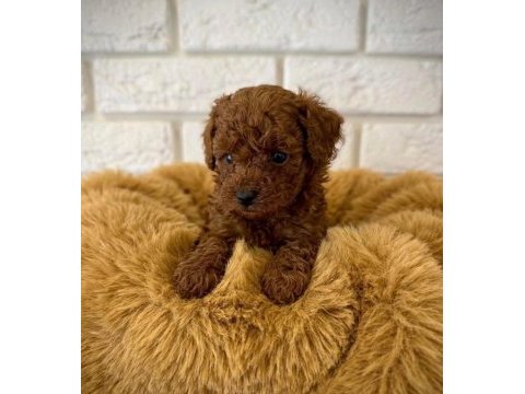 Eşsiz güzellikteki toy poodle yavrularımız 