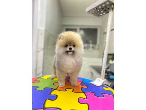 Pomeranian boo üst kalite erkek