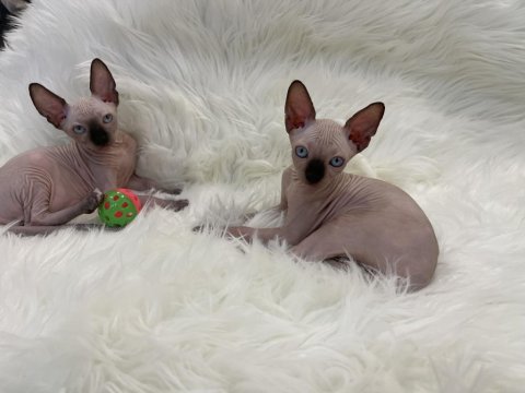 Sphynx sfenks tüysüz dişi erkek yavru