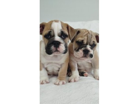 Süper kalite ingiliz bulldog yavrular